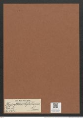 Plagiogramma seychellarum Grun. (de-Toni-Nr.: Genus 83, Species 2915) Zeichnungen Sammlung Grunow Mappe 03086 (Herbarium_W_Grunow_drawings_Folder_03086)